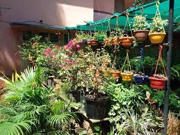 From mature trees for sale to premium plants for sale, we have the largest selection of plants and trees available online. 10 Best Plant Nurseries In Chennai India Gardening