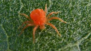 Red Spider Mites The Gardener