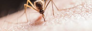 What To Expect From Mosquito Control