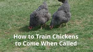 Always make your bridge noise while giving your chickens a treat. 6 Steps To Train Chickens To Come When Called Imaginacres