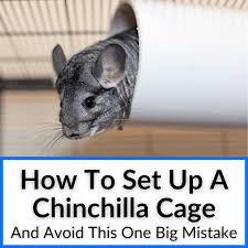how to set up a chinchilla cage avoid