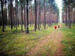 Image result for pine woods in Poland
