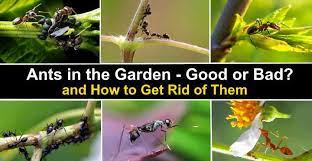 ants in the garden good or bad and