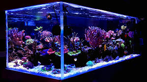 Glass Vs Acrylic Aquariums Aquarium