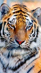 majestic tiger free mobile wallpaper