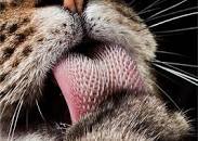 Язык кошки крупным планом - картинки и фото koshka.top