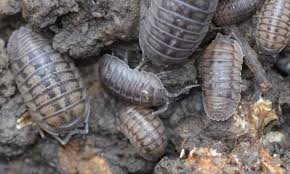 Pill Bugs Are They Friends Or Foes