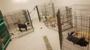 Adopt a dog, adopt a cat. Animal Kingdom Puppies N Love Accused Of Selling Puppy Mill Dogs