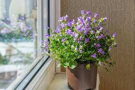 Houseplant Of The Month Campanula Frosts