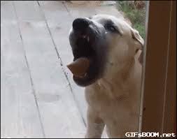 gif dog s licking animated gif
