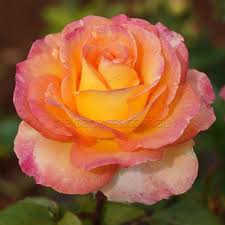 The Jubilee Rose | Rosas roxas, Rosas vermelhas, Imagens de flores