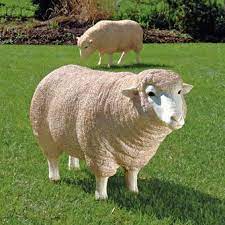 merino ewe life size sheep statue head