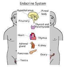 Endocrine Hormones Basic Mechanisms And The Menstrual Cycle