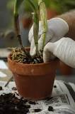 how-do-you-repot-an-orchid-for-beginners
