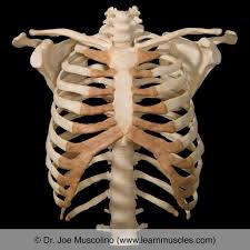 The rib cage is made up of the thoracic vertebrae, which we already covered, twelve pairs of ribs, each connected to a vertebra, the costal cartilage, and the sternum. Rib Joints Learn Muscles