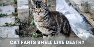 why do cats smell so bad the