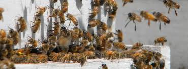 may 2016 pnw honey bee survey