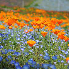 Looking for wildflowers ideal for planting in the pacific northeast? Native Pacific Northwest Wildflower Seed Mix American Meadows