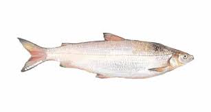 Common White Fish gambar png