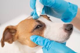 treating dog eye inflammation vetrix