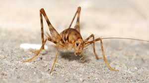 How To Get Rid Of Spider Crickets Cave