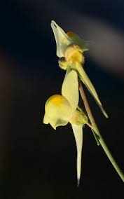 Linaria haelava (Forssk.) Delile | Plants of the World Online | Kew ...