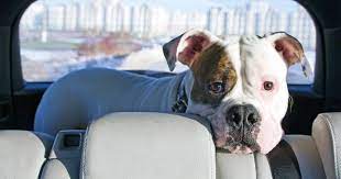 The Best Car Safety S For Pets