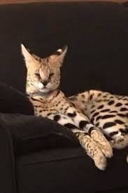 Roll back 2500 years and servals were exotic gifts in ancient egypt. Animal Control Searching For Exotic Cat On The Loose In Virginia Beach