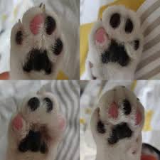 why does my cat have black spots on paws