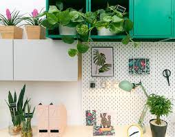 5 plants for the home office the
