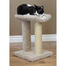 11 best sisal cat scratching posts your