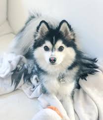 This Insanely Fluffy Pomsky Dogs Puppies Puppy Breeds