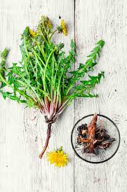 benefits of dandelion healthier steps