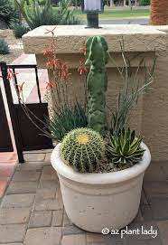 Cactus And Succulents In Containers