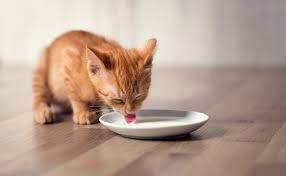 When your cat turns up its nose at its food, it's not always typical cat behavior. Can Cats Drink Lactose Free Milk