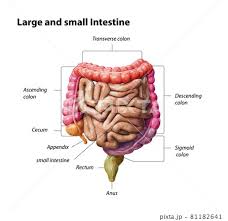 color parts large and small intestine