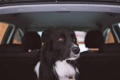 why-do-dogs-hyperventilate-in-the-car