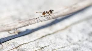 the most common ants in dallas
