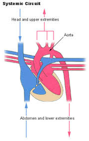 The left ventricle of the heart pumps oxygenated blood into the aorta. Seer Training Circulatory Pathways