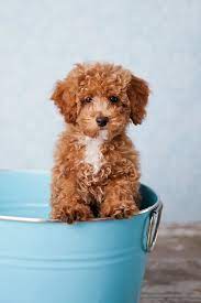 bichon poodle perfect dog breeds