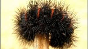 This black caterpillar has yellow or orange spines, and feeds primarily on violets. Black Fuzzy Caterpillar Owlcation Education