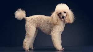 10 haircuts for poodles with styles