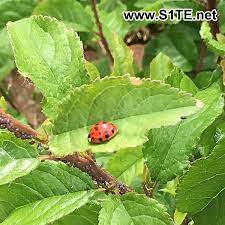 how to attract ladybirds ladybugs to