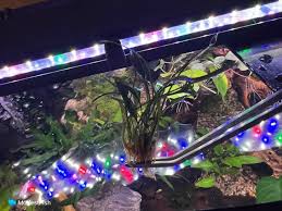 low light plants for aquariums planted
