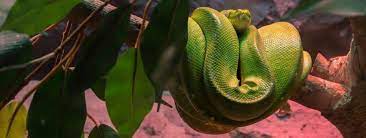 Green Tree Pythons Pet Better With