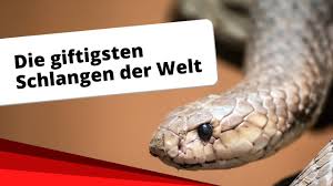 Die giftdrüsen befinden sich auf beiden seiten des kopfes der schlange und sind. Die Giftigsten Schlangen Der Welt Rangliste Tierwissen