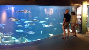 Image result for fish aquarium museum
