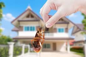 10 roach tips how to get rid of