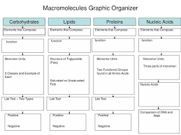 ppt macromolecules graphic organizer