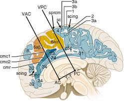 cerebral cortex radiology key